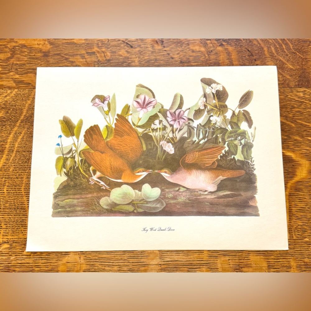 Audubon Birds of America Lithograph Print, Key West Quail Dove